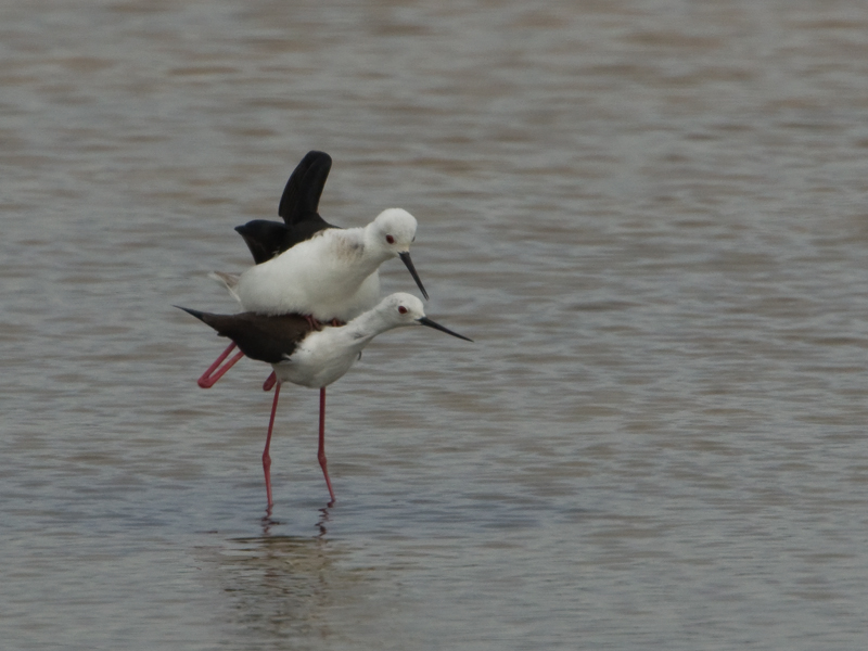 Himantopus himantopus Steltkluut Black-Winged Stilt